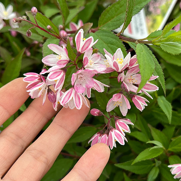ヒメウツギ：ユキ　チェリーブロッサム5号鉢植え