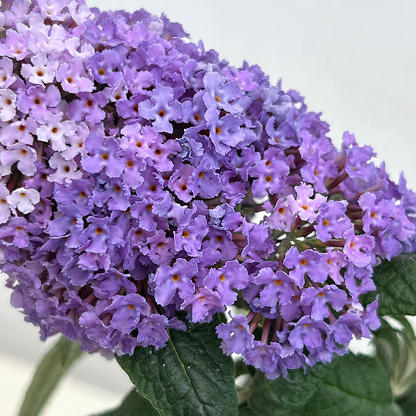 ブッドレア:パグスター アメジスト 5号鉢植え