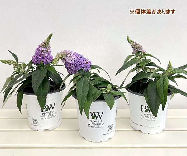 ブッドレア:パグスター アメジスト 5号鉢植え