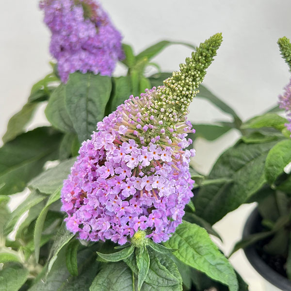 ブッドレア:パグスター アメジスト 5号鉢植え