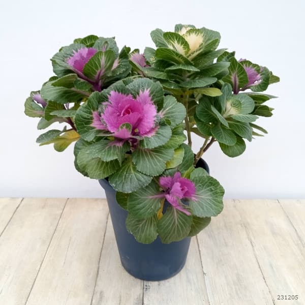 ハボタン:プラチナケール 寄せ植えラメ付き6号プラ鉢植え
