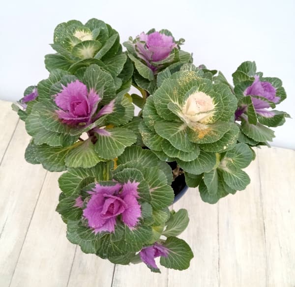 ハボタン:プラチナケール 寄せ植えラメ付き6号プラ鉢植え