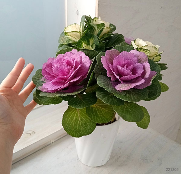 ハボタン:プラチナケール 寄せ植えラメ付き4号プラ鉢植え