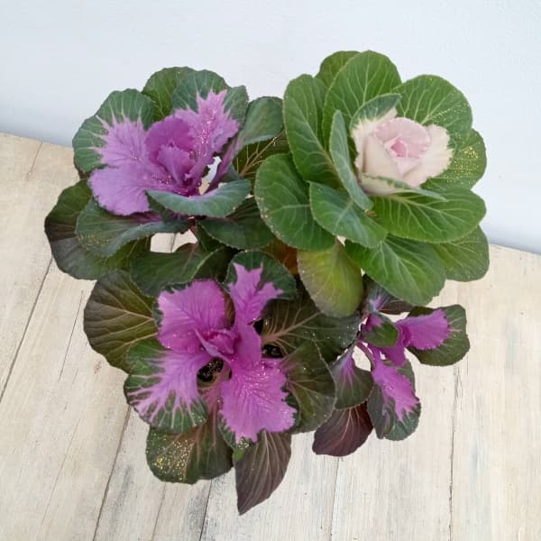 ハボタン:プラチナケール 寄せ植えラメ付き4号プラ鉢植え