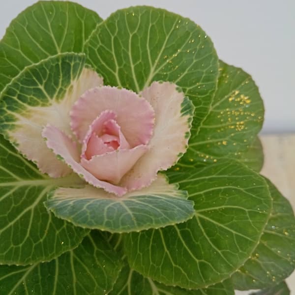 ハボタン:プラチナケール 寄せ植えラメ付き4号プラ鉢植え