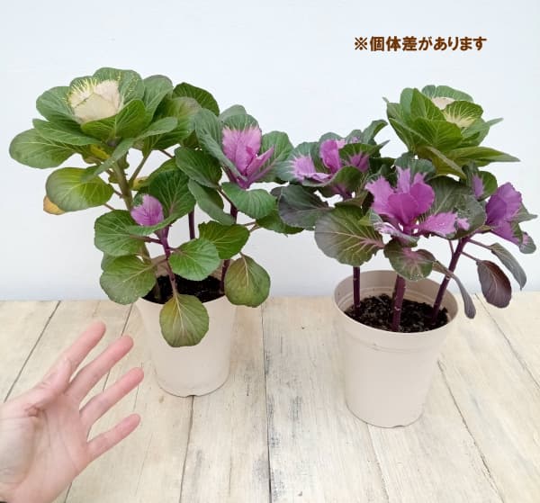 ハボタン:プラチナケール 寄せ植えラメ付き4号プラ鉢植え
