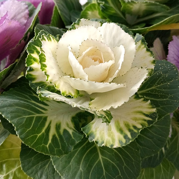 ハボタン:プラチナケール 寄せ植えラメ付き4号プラ鉢植え