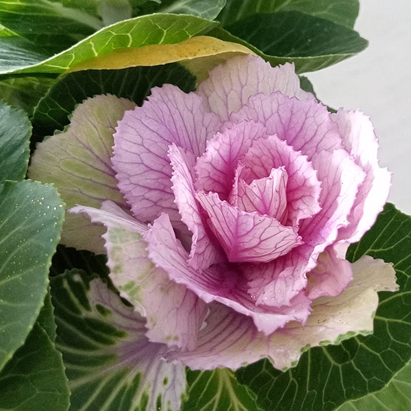 ハボタン:プラチナケール 寄せ植えラメ付き4号プラ鉢植え
