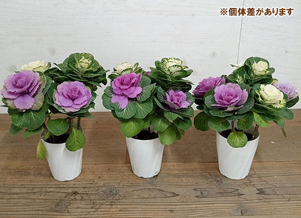 ハボタン:プラチナケール 寄せ植えラメ付き4号プラ鉢植え