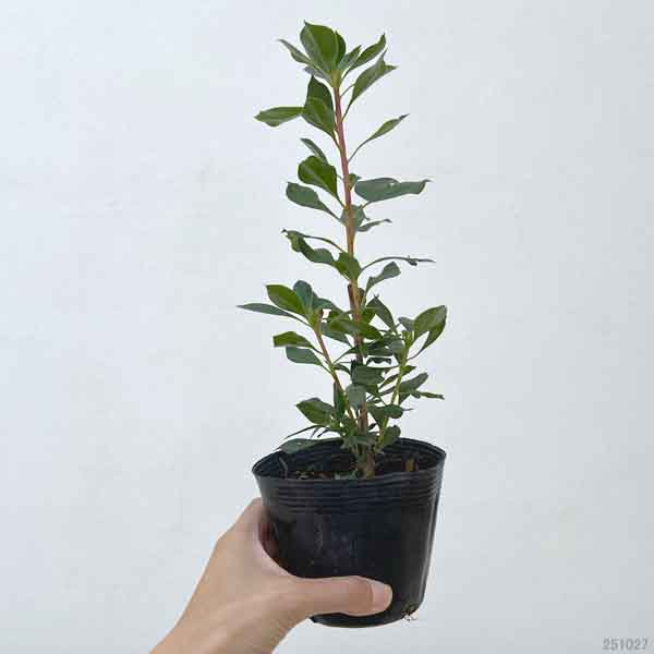 ドウダンツツジ：緋乙女（更紗）ドウダン3.5号ポット