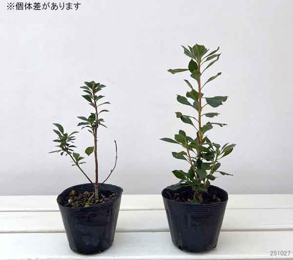 ドウダンツツジ：緋乙女（更紗）ドウダン3.5号ポット