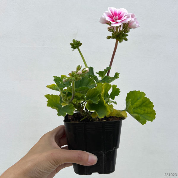 ゼラニウム:ムーンライト キャシー3.5号ポット