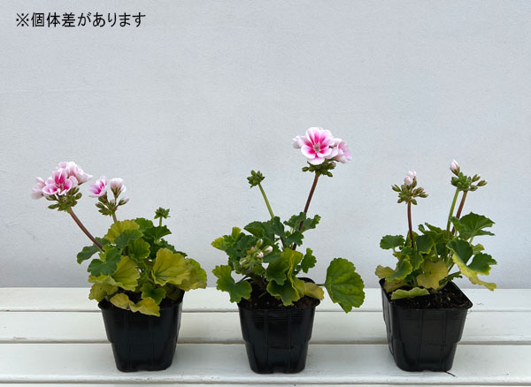 ゼラニウム:ムーンライト キャシー3.5号ポット