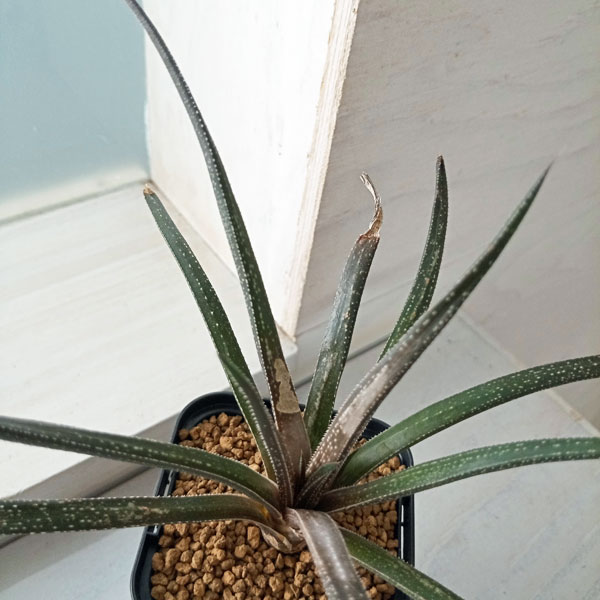 多肉植物 ハオルチア 昇竜 多肉植物：ハオルチア　大型竜鱗*幅7ｃｍ | 遊恵盆栽　店