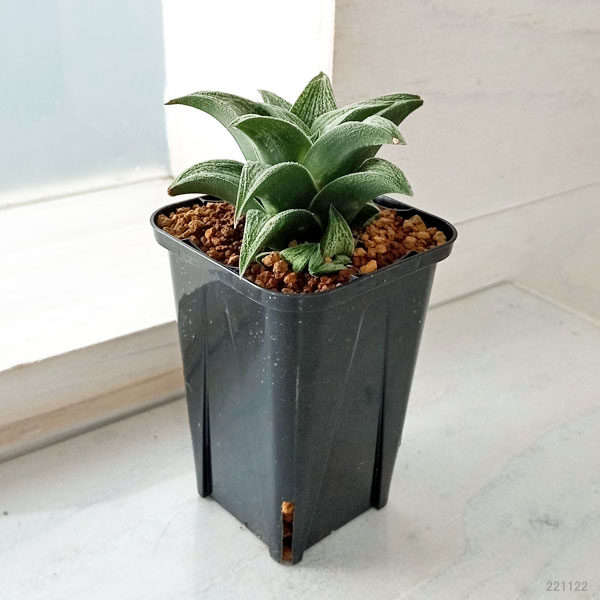 多肉植物　ハオルチア　蛙玉　02 多肉植物 ハオルチア 蛙玉 02 ハオルチア：玉緑 2.5号ポット の