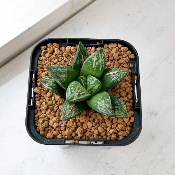 多肉植物 ハオルチア スノーフレーク 2株 発根済み 多肉植物