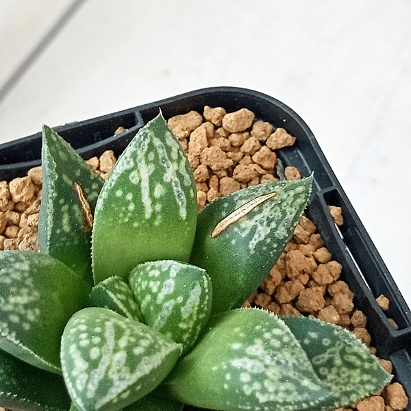 園芸ネット本店｜ハオルチア：雪渓 2.5号 の通販【公式】