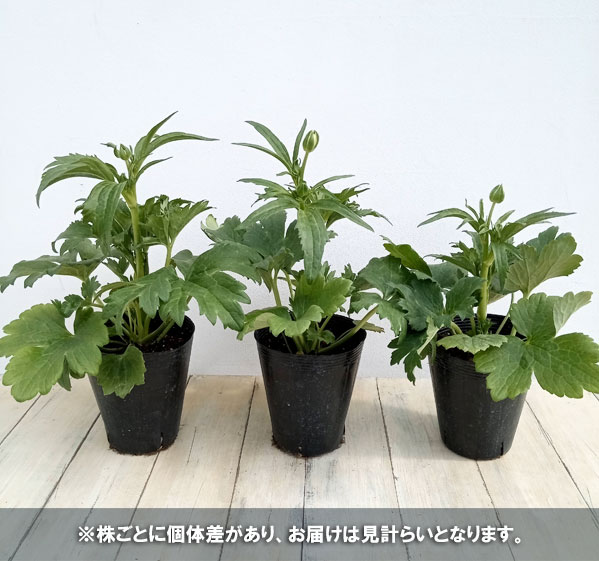 園芸ネット本店｜ラナンキュラス：ラックス ニノス4.5号ポット の通販