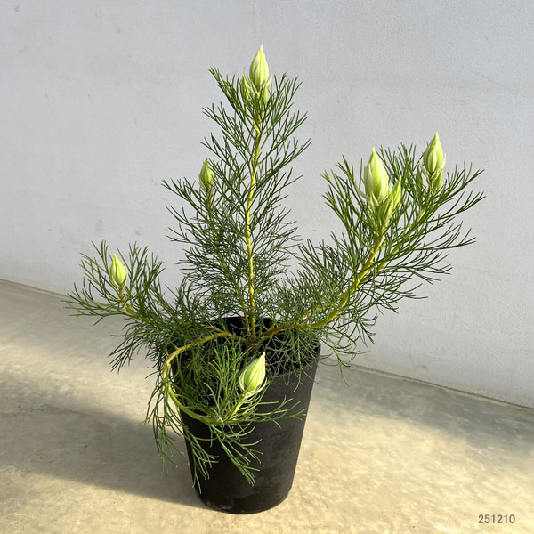 園芸ネット本店｜[ザ・ファームセレクト]セルリア（ジョーイセルリア