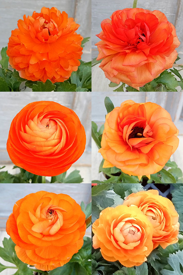 ラナンキュラス：アヤリッチ・オレンジ3.5号ポット の通販 園芸ネット