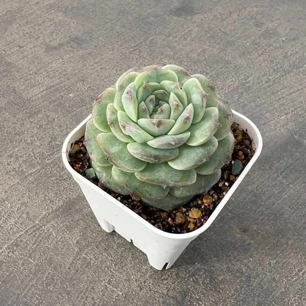エケベリア:アメージンググレース 2.5号ポット