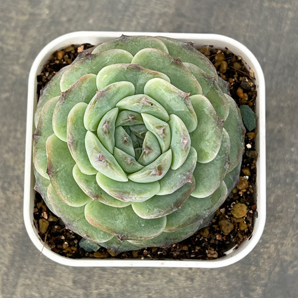 エケベリア:アメージンググレース 2.5号ポット