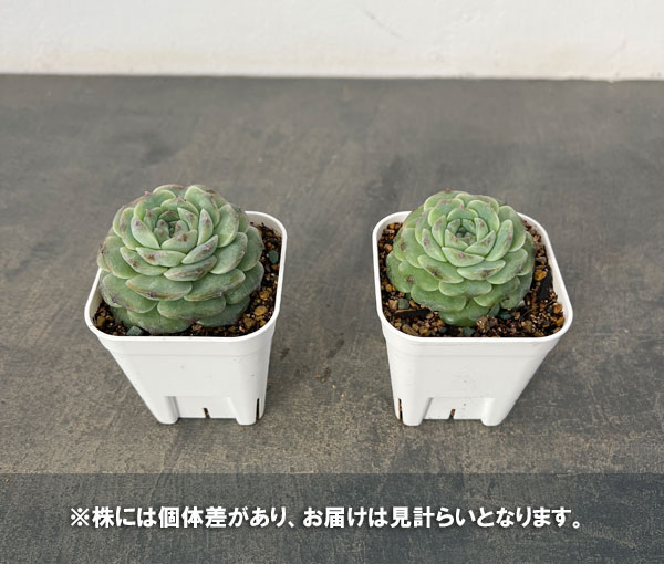 エケベリア:アメージンググレース 2.5号ポット