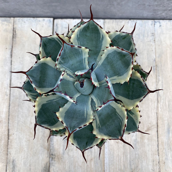 アガベ：吉祥冠錦（きっしょうかんにしき）4号 の通販 | 園芸ネット