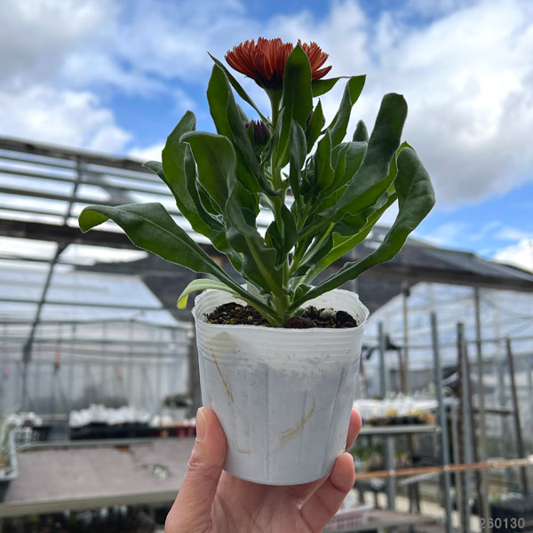 カレンデュラ：コーヒークリーム3.5号ポット