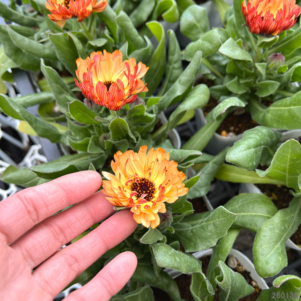 カレンデュラ：コーヒークリーム3.5号ポット