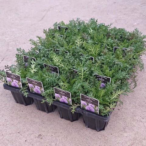 ギリア:カピタータ3-3.5号ポット