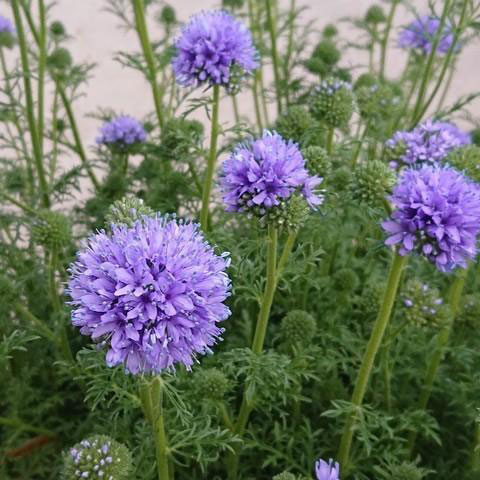 ギリア:カピタータ3-3.5号ポット