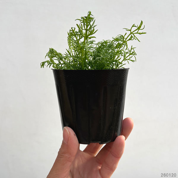 カモミール:ジャーマンカモミール3号ポット