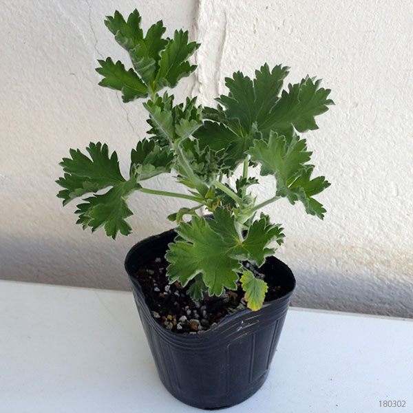 ニオイゼラニウム：オールドスカーレットユニーク3号ポット