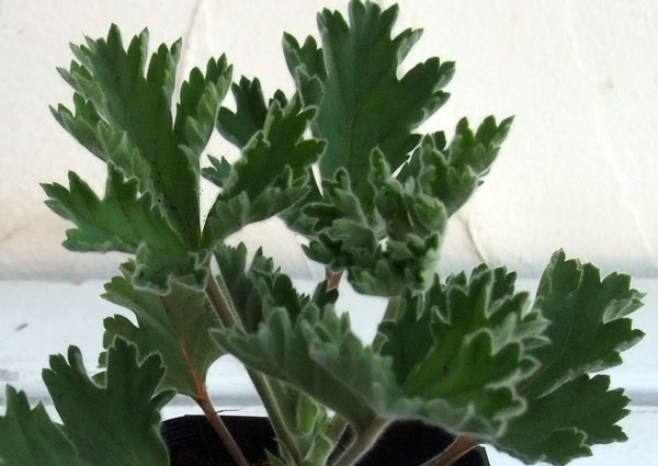 ニオイゼラニウム：オールドスカーレットユニーク3号ポット