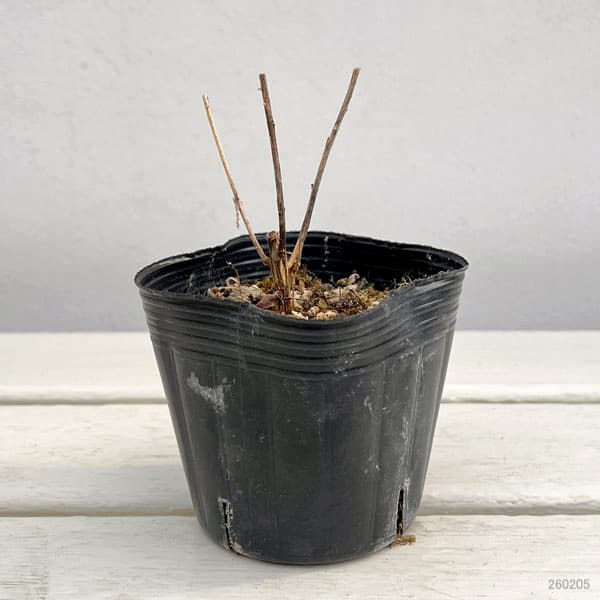 チョウジソウ（丁字草） 3号ポット