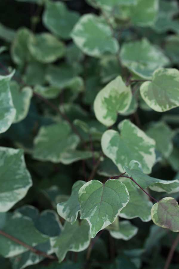 マルバノキ（丸葉の木）：恵那錦（エナニシキ）3号ポット*