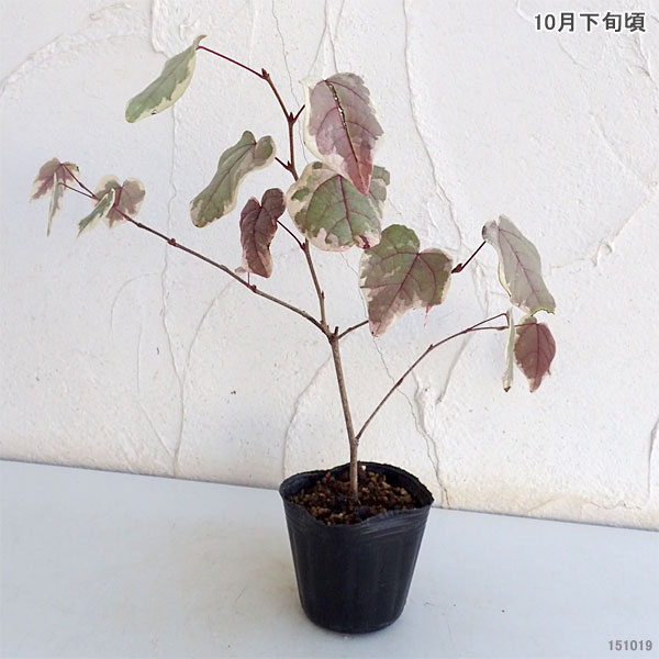 マルバノキ（丸葉の木）：恵那錦（エナニシキ）3号ポット*