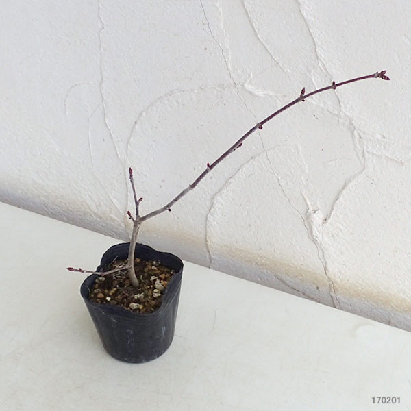 マルバノキ（丸葉の木）：恵那錦（エナニシキ）3号ポット*