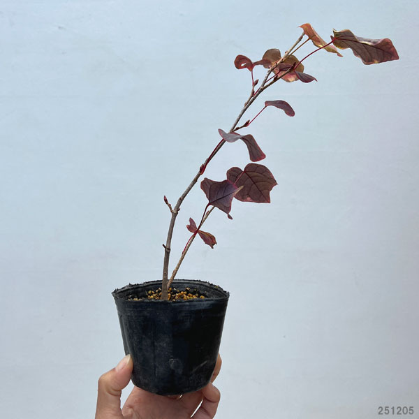 マルバノキ（丸葉の木）：恵那錦（エナニシキ）3号ポット*