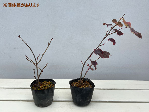 マルバノキ（丸葉の木）：恵那錦（エナニシキ）3号ポット*