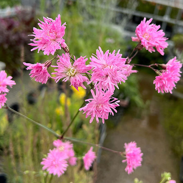 リクニス ペティットジェニー3号ポット