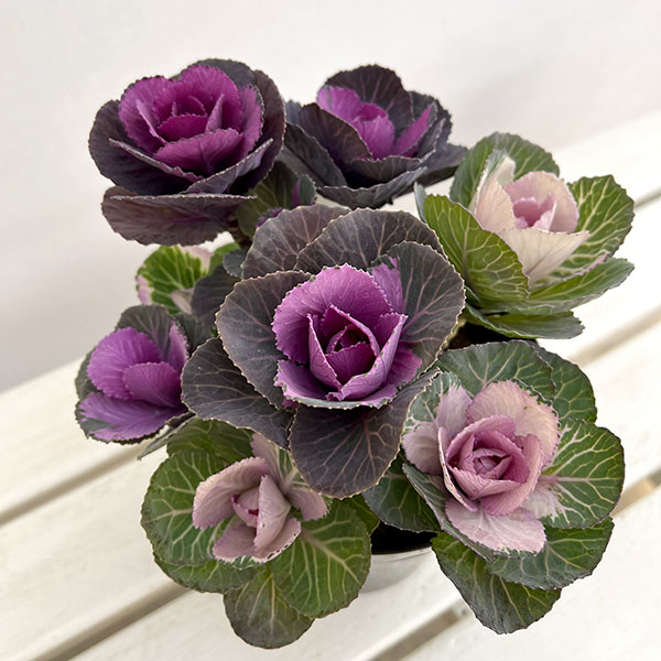 ハボタン寄せ植えローズブーケ夢・丸葉系ミックス5号鉢植え