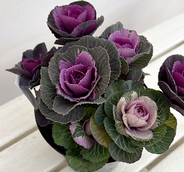 ハボタン寄せ植えローズブーケ夢・丸葉系ミックス5号鉢植え