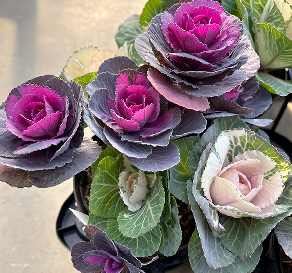 ハボタン寄せ植えローズブーケ夢・丸葉系ミックス5号鉢植え