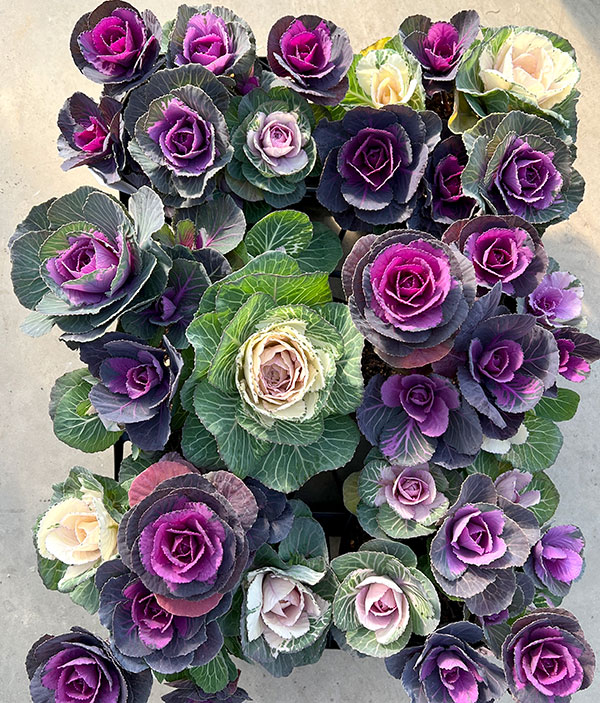 ハボタン寄せ植えローズブーケ夢・丸葉系ミックス5号鉢植え