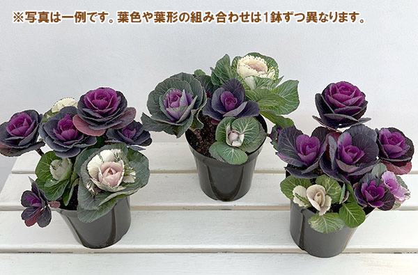 ハボタン寄せ植えローズブーケ夢・丸葉系ミックス5号鉢植え