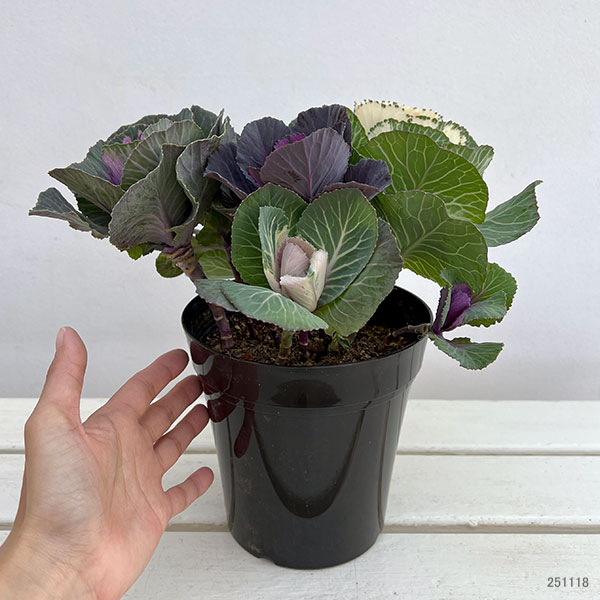 ハボタン寄せ植えローズブーケ夢・丸葉系ミックス5号鉢植え