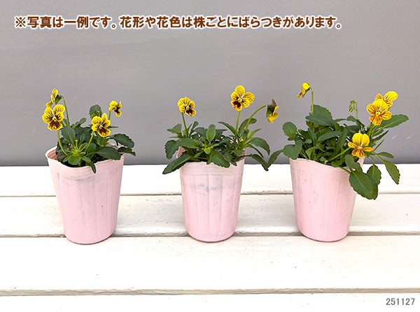 ビオラ：みつばちの羽音　イエロービー2.5-3号ポット