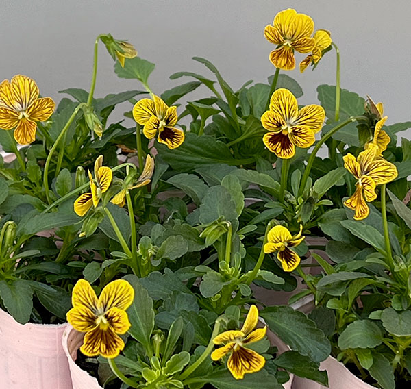 ビオラ：みつばちの羽音　イエロービー2.5-3号ポット